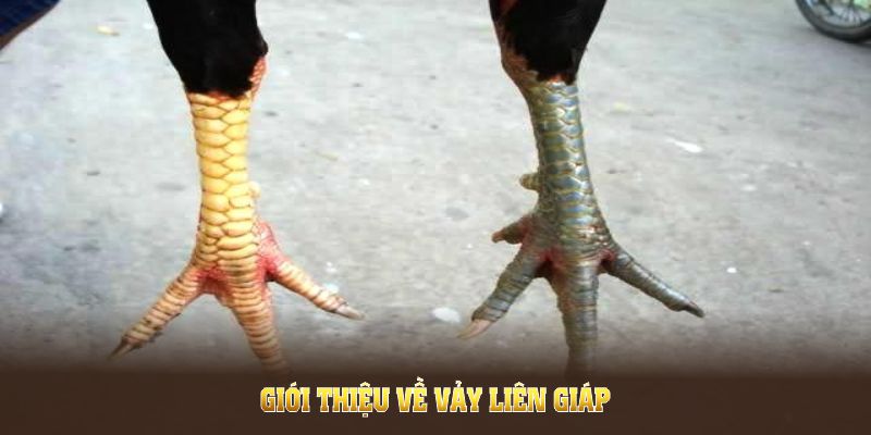 Giới thiệu về vảy liên giáp cùng các đặc điểm quan trọng