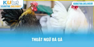 thumb thuật ngữ đá gà