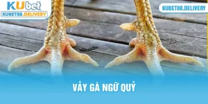 thumb vảy gà ngũ quỹ