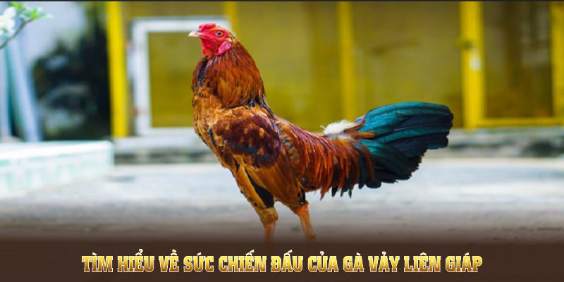 Tìm hiểu về sức chiến đấu của gà vảy liên giáp