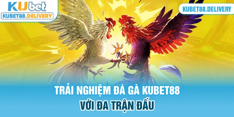 Trải nghiệm đá gà Kubet88 với đa trận đấu