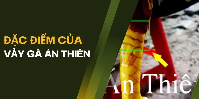 Khám phá đặc điểm của vảy gà án thiên